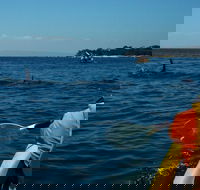 Mornington Peninsula Kayak Coastline Tour of Dolphin Sanctuary - Airlie Beach Holiday