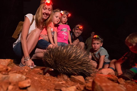 Alice Springs Desert Park Nocturnal Tour - Airlie Beach Holiday 5