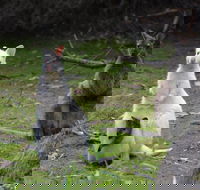 Full-Day Guided Bruny Island Tour from Hobart - Airlie Beach Holiday