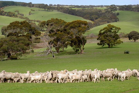 Kangaroo Island Luxury Small Group 'Island Life' Full Day Tour - Airlie Beach Holiday 1