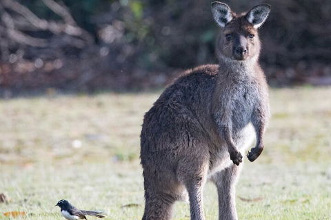 Kangaroo Island Luxury Small Group 'Island Life' Full Day Tour - Airlie Beach Holiday 2