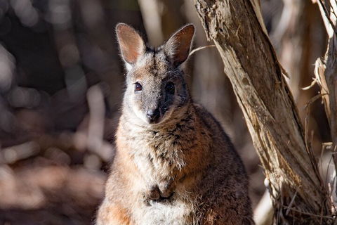 Kangaroo Island Luxury Small Group 'Island Life' Full Day Tour - Airlie Beach Holiday 3