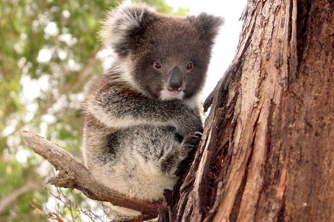 Kangaroo Island Luxury Small Group 'Island Life' Full Day Tour - Airlie Beach Holiday 4