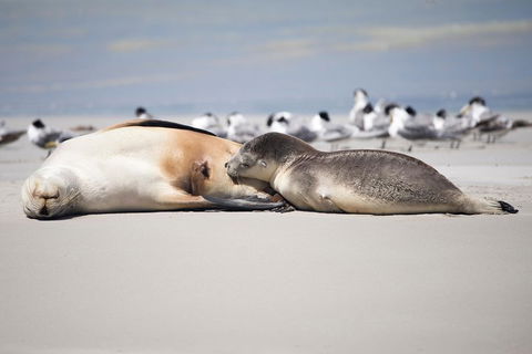 Kangaroo Island Luxury Small Group 'Island Life' Full Day Tour - Airlie Beach Holiday 5