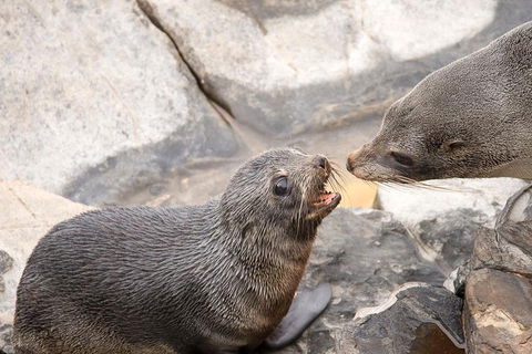 Kangaroo Island Luxury Small Group 'Flinders Chase Focus' Full Day Tour - Airlie Beach Holiday 2