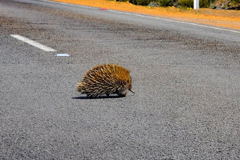 Kangaroo Island Luxury Small Group 'Flinders Chase Focus' Full Day Tour - Airlie Beach Holiday 3