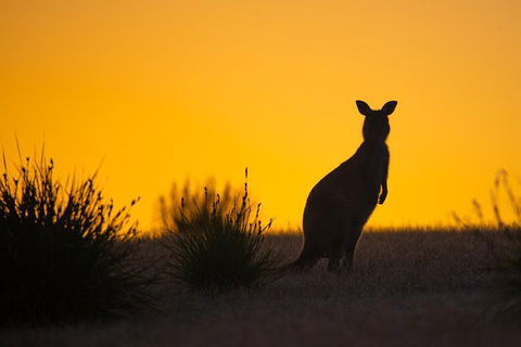 Kangaroo Island Luxury Small Group 'Flinders Chase Focus' Full Day Tour - Airlie Beach Holiday 5