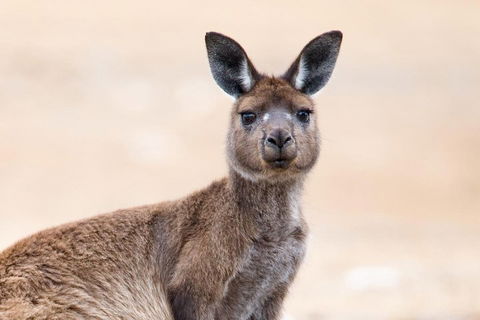 Kangaroo Island Luxury Small Group 'East End Explorer' Full Day Tour - Airlie Beach Holiday 1