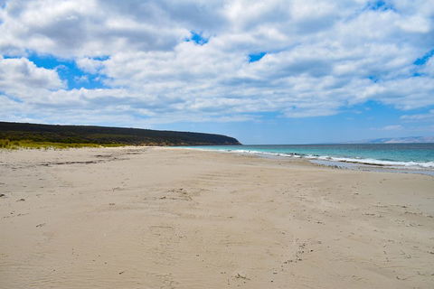 Kangaroo Island Luxury Small Group 'East End Explorer' Full Day Tour - Airlie Beach Holiday 3