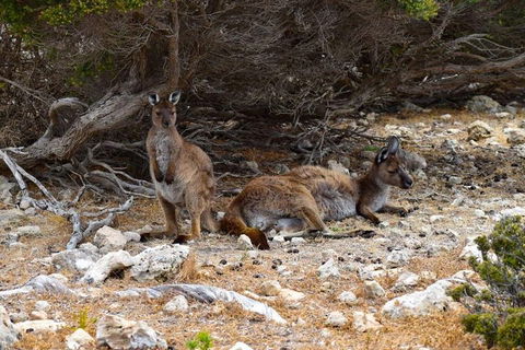 Kangaroo Island Luxury Small Group 'East End Explorer' Full Day Tour - Airlie Beach Holiday 4