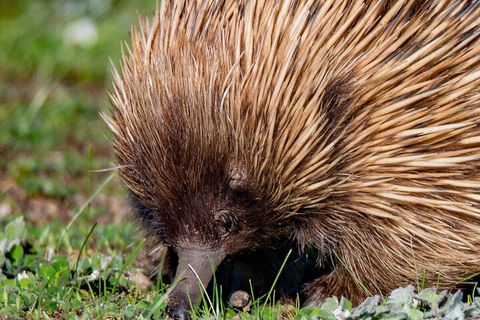 Kangaroo Island Luxury Small Group 'East End Explorer' Full Day Tour - Airlie Beach Holiday 5