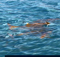 Roebuck Bay Snubfin Dolphin Cruise - Airlie Beach Holiday