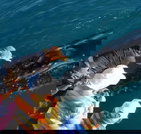 AOC Whale Watching from Broome - Airlie Beach Holiday
