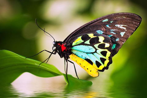 Australian Butterfly Sanctuary - Airlie Beach Holiday 4