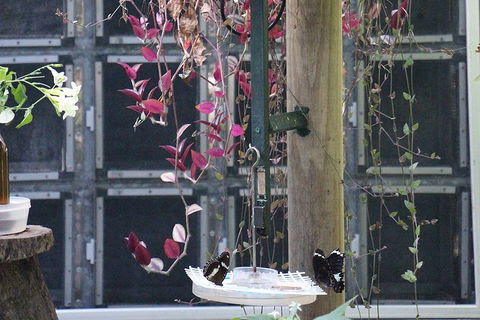 Australian Butterfly Sanctuary- Virtual Interactive Tour With Private Guide - Airlie Beach Holiday 1