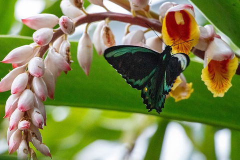 Australian Butterfly Sanctuary- Virtual Interactive Tour With Private Guide - Airlie Beach Holiday 2