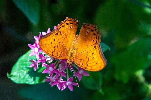 Australian Butterfly Sanctuary- Virtual Interactive Tour With Private Guide - Airlie Beach Holiday 3