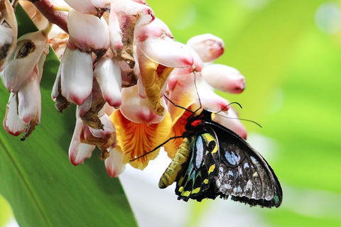 Australian Butterfly Sanctuary- Virtual Interactive Tour With Private Guide - Airlie Beach Holiday 5