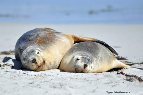 NEW TOUR - Kangaroo Island Road To Recovery Tour (1 Day/1 Night) - Airlie Beach Holiday 1