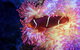 Cairns Aquarium By Twilight With 3-Course Dinner - thumb 0