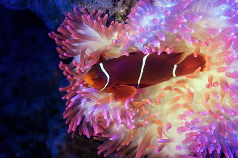 Cairns Aquarium By Twilight With 3-Course Dinner - Airlie Beach Holiday 0