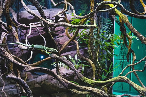 Cairns Aquarium By Twilight With 3-Course Dinner - Airlie Beach Holiday 2