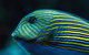Cairns Aquarium By Twilight With 3-Course Dinner - thumb 5