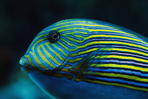 Cairns Aquarium By Twilight With 3-Course Dinner - Airlie Beach Holiday 5