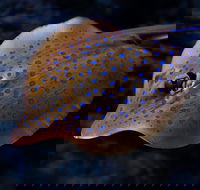 Cairns Aquarium Tour by Twilight with Drink and Appetiser - Airlie Beach Holiday