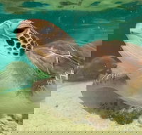 Cairns Aquarium Marine Life Encounter Ticket with 2-Course Lunch - Airlie Beach Holiday