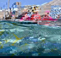 Outer Reef Pontoon Experience from Cairns - Airlie Beach Holiday