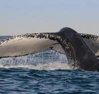 Sydney Whale-Watching Cruise Including Lunch or Breakfast