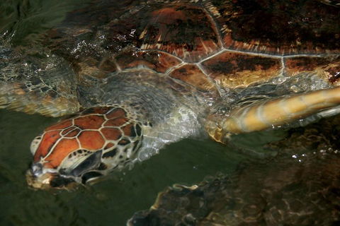 Cape Leveque 4WD Tour From Broome With Optional Return Flight - Airlie Beach Holiday 2