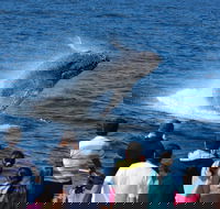 Tangalooma Island Resort Whale Watching Day Cruise - Airlie Beach Holiday