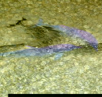 Tangalooma Island Resort Whale Watching Day Cruise with Dolphin Viewing - Airlie Beach Holiday