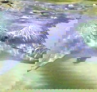 Tangalooma Island Resort Whale Watching Day Cruise with Dolphin Feeding - Airlie Beach Holiday