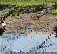 Darwin to Kakadu Day Trip by Air Including Yellow Water Cruise - Airlie Beach Holiday
