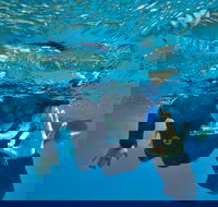 3 Day Whitsundays Sailing and Diving Adventure Kiana - Airlie Beach Holiday