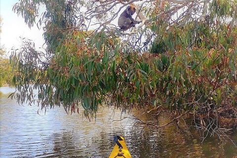 Kangaroo Island Self-Guided Kayaking On The Harriet River - Airlie Beach Holiday 4