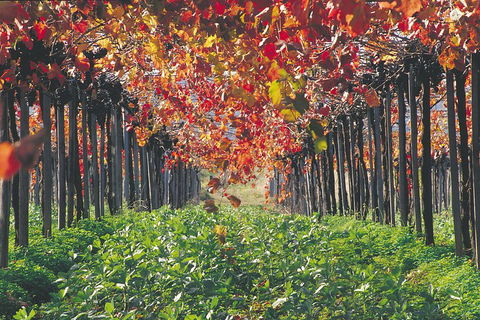 Margaret River Private Tour - Airlie Beach Holiday 0