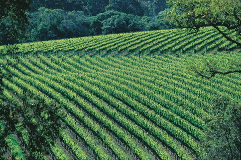 Margaret River Private Tour - Airlie Beach Holiday 4