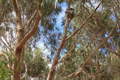 Kangaroo Island 4WD Tour - Best Of KI In 2 Days - Airlie Beach Holiday 0