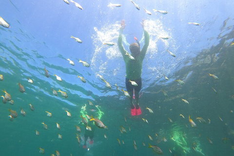 Manly Snorkel Trip And Nature Walk With Local Guide - Airlie Beach Holiday 0
