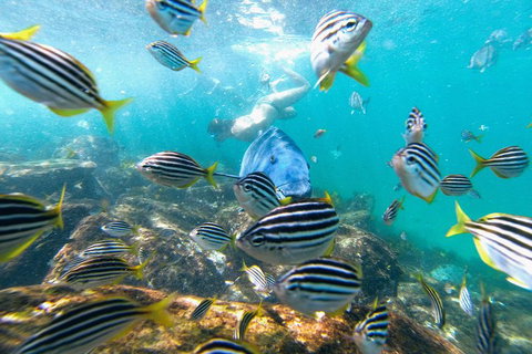 Manly Snorkel Trip And Nature Walk With Local Guide - Airlie Beach Holiday 2