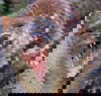 After Dark Tasmanian Devil Feeding Tour at Cradle Mountain - Airlie Beach Holiday