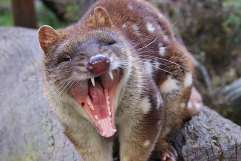 After Dark Tasmanian Devil Feeding Tour At Cradle Mountain - Airlie Beach Holiday 0