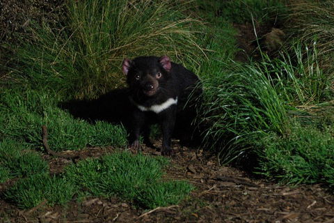 After Dark Tasmanian Devil Feeding Tour At Cradle Mountain - Airlie Beach Holiday 4