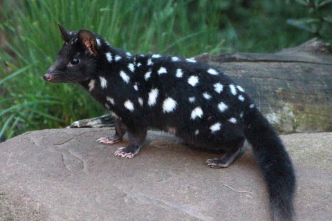 After Dark Tasmanian Devil Feeding Tour At Cradle Mountain - Airlie Beach Holiday 5