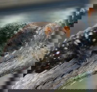 Sunset Experience - Airlie Beach Holiday