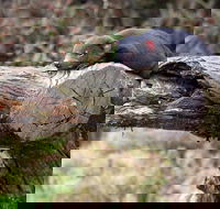 Day Keeper Tour - Airlie Beach Holiday